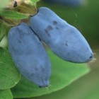 Kamchatka Blue Honeysuckle Jolanta 1L