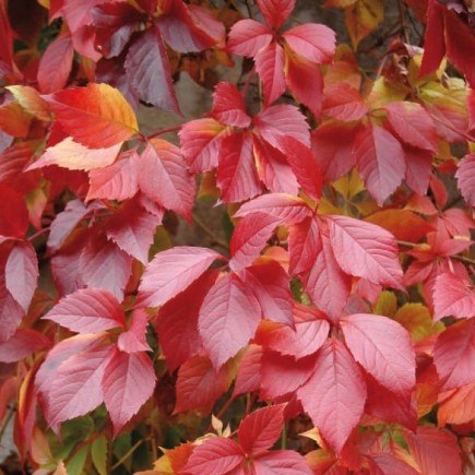 Five-Leaved Thicket Creeper 1L