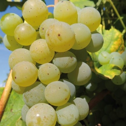 Grapevine Cayuga White 1L