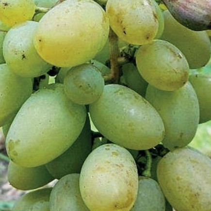 Grapevine Timur 1L