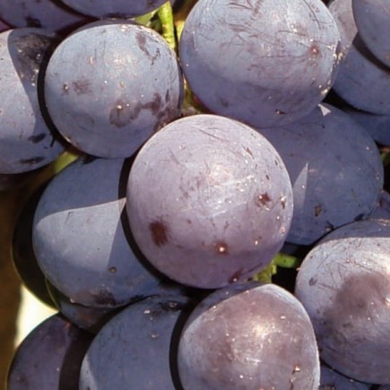 Grapevine Alden 1L