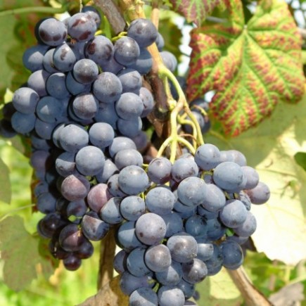 Grapevine Alden 2L