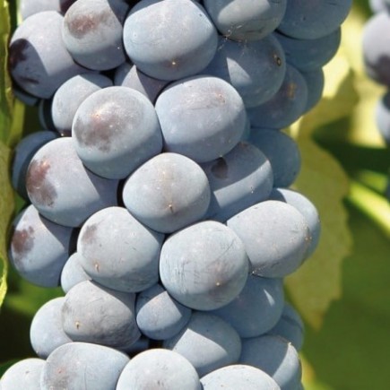 Weinrebe Cascade 1L