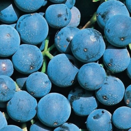 Grapevine Alwood 1L