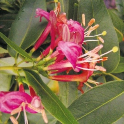 Honeysuckle Lonicera Henryi 1L