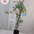 Wiciokrzew japoński Aureoreticulata 1L