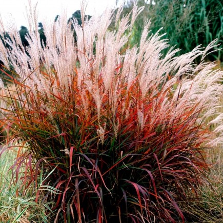 Chinese Miscanthus Dronning...