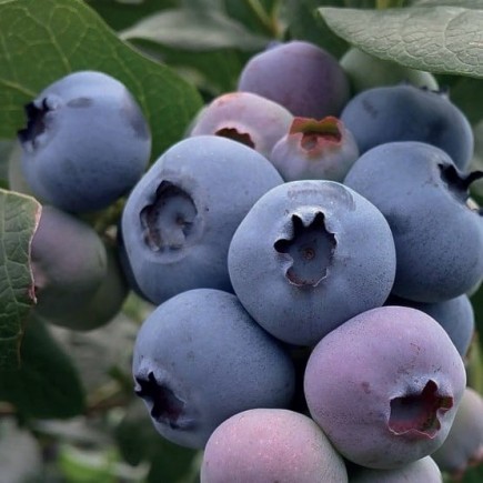 Blueberry Bilberry Bluegold 2L