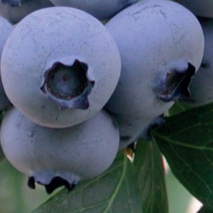 Highbush Blueberry Bonus 1L
