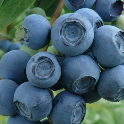 Blueberry Bilberry Chandler 1L