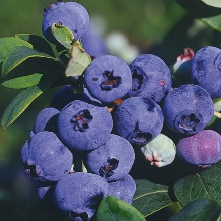 Blueberry Bilberry Darrow 2L