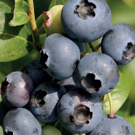 Highbush Blueberry...