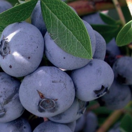 Highbush Blueberry Nelson 1L