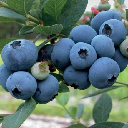 Blueberry BilberrySpartan 1L