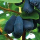 Kamchatka Honeysuckle Docz Velikana 1L