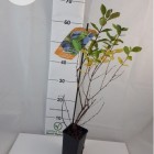 Kamchatka Blue Honeysuckle Wojtek 1L