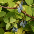 Kamchatka Blue Honeysuckle Wojtek 1L