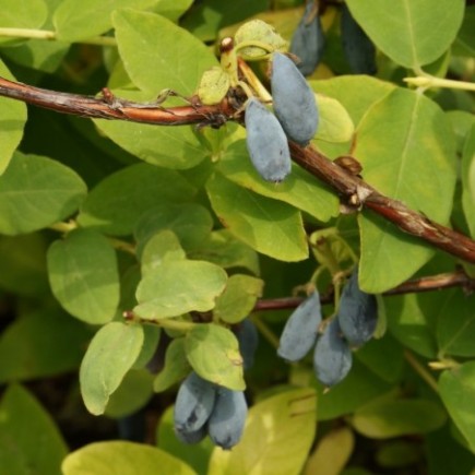 Kamchatka Blue Honeysuckle Wojtek 1L