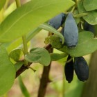 Kamchatka Blue Honeysuckle Wojtek 1L