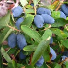 Kamchatka Blue Honeysuckle Wojtek 1L