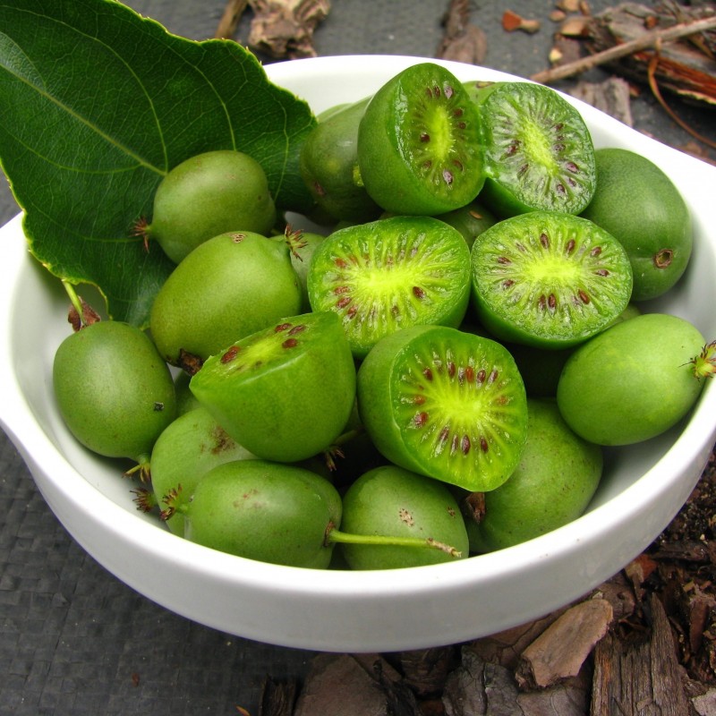 Aktinidia Issai Ostrolistna Obupłciowa 1L - Cena Od 25.99 Zł | Wedrowski.pl