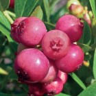 Borówka amerykańska Pink Lemonade 2L