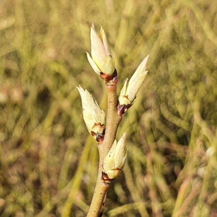 Borówka amerykańska Pink Lemonade 2L