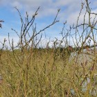 Borówka amerykańska Pink Lemonade 2L