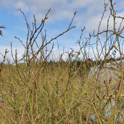 Borówka amerykańska Pink Lemonade 2L