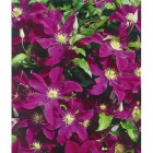 Powojnik Warszawska Nike wielkokwiatowy 2L