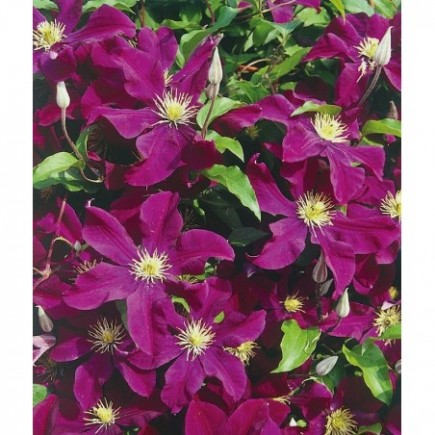 Powojnik Warszawska Nike wielkokwiatowy 2L