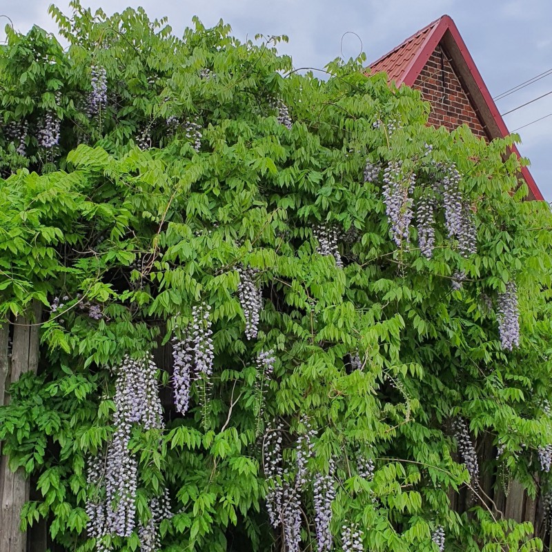 wisteria cena Wisteria Tree Buy 1 Get 1 Free, Hardy In Your Zone, Fast Ship, 3-4 Feet / Buy 1 Get 1 Free