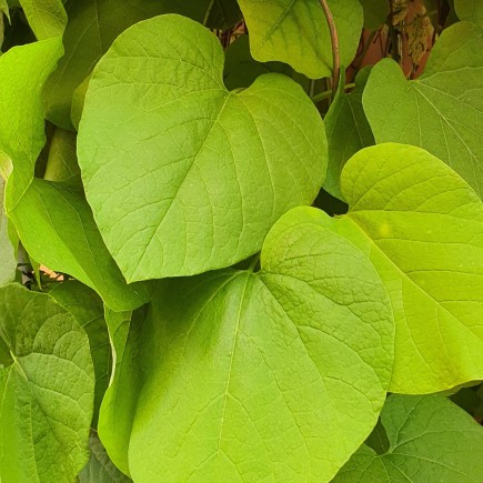 Dutchman's Pipe 2L