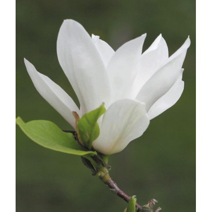Magnolia Alba Superba 2L