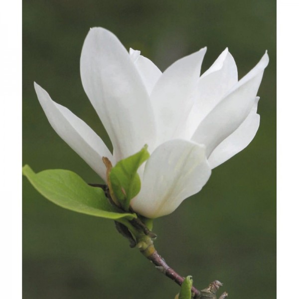 Magnolia Alba Superba 2L