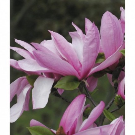 Magnolie Betty 2L