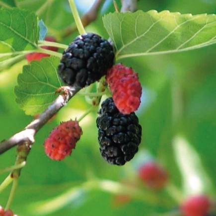 Schwarze Maulbeere 2L