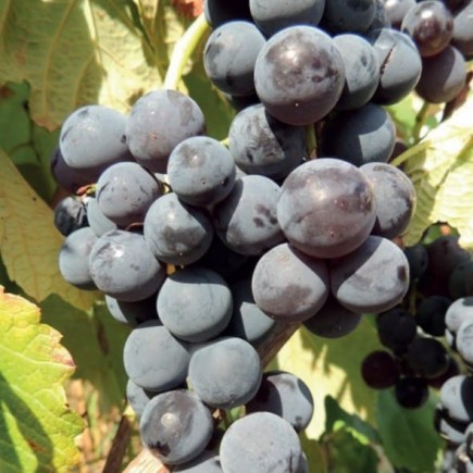 Grapevine Venus 2L