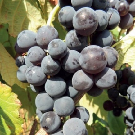 Weinrebe Venus 2L