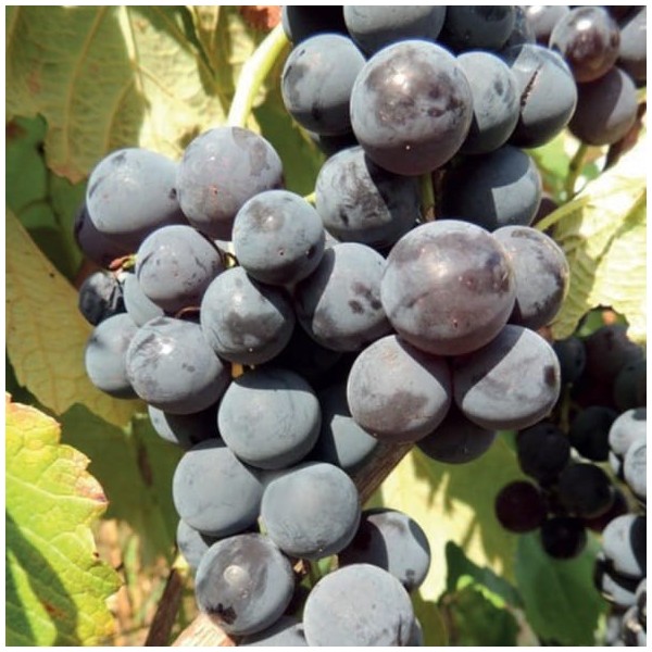 Grapevine Venus 2L