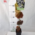 Grapevine Venus 2L