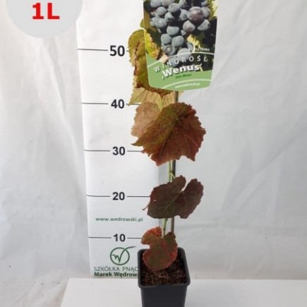 Grapevine Venus 2L