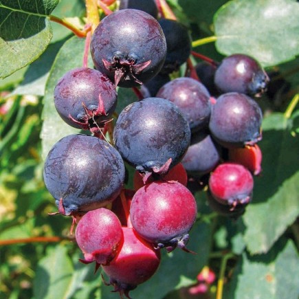 Serviceberry (Amelanchier...