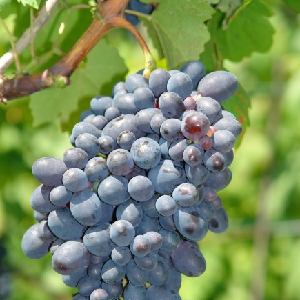 Weinrebe Kodrianka 2L