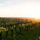 Grapevine Canadice 2L