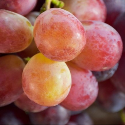 Grapevine Canadice 2L