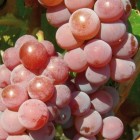 Grapevine Canadice 2L