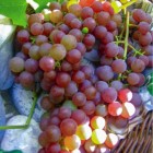 Grapevine Canadice 2L