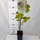 Grapevine Canadice 2L