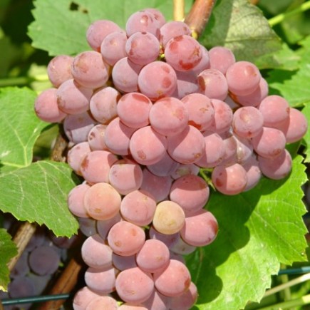 Виноград Эйнсет Сидлис 1L